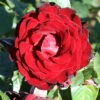 Climbing Rose 'Dublin Bay' -Yougarden Shop 530189
