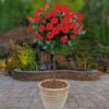 Patio Standard Rose 'Red' -Yougarden Shop 530191