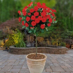 Patio Standard Rose 'Red'