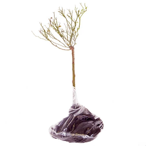 Patio Standard Rose 'Red' 4 Patio Standard Rose 'Red' - Image 2