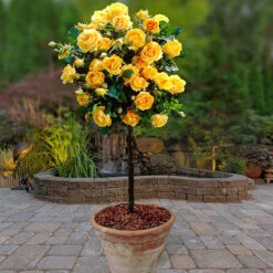 Patio Standard Rose 'Yellow'