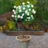 Patio Standard Rose 'White' -Yougarden Shop 530194
