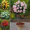 Patio Standard Roses Collection -Yougarden Shop 530199