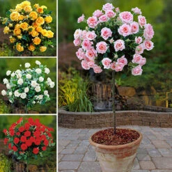 Patio Standard Roses Collection