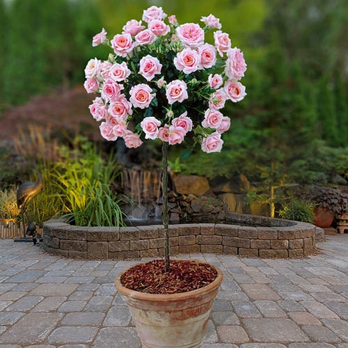 Patio Standard Roses Collection 4 Patio Standard Roses Collection - Image 2