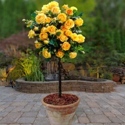 Patio Standard Roses Collection 10 Patio Standard Roses Collection -Yougarden Shop 530199 2
