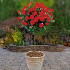 Patio Standard Roses Collection 11 Patio Standard Roses Collection -Yougarden Shop 530199 3