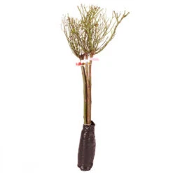 Patio Standard Roses Collection 13 Patio Standard Roses Collection -Yougarden Shop 530199 5