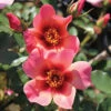 Rose Of The Year 2015 'For Your Eyes Only' -Yougarden Shop 530200