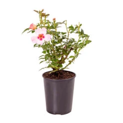 Rose Of The Year 2015 'For Your Eyes Only' 7 Rose Of The Year 2015 'For Your Eyes Only' -Yougarden Shop 530200 2