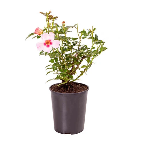 Rose Of The Year 2015 'For Your Eyes Only' 5 Rose Of The Year 2015 'For Your Eyes Only' - Image 3