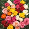 The 'Best Ever' Hybrid Tea Rose Bush Collection -Yougarden Shop 530211