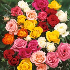 The 'Best Ever' Hybrid Tea Rose Bush Collection