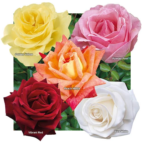 The 'Best Ever' Hybrid Tea Rose Bush Collection 4 The 'Best Ever' Hybrid Tea Rose Bush Collection - Image 2