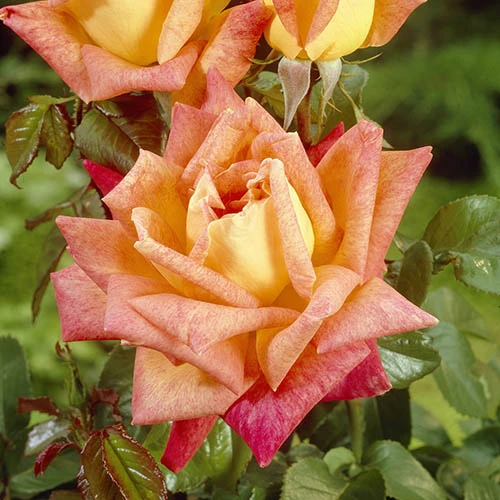 The 'Best Ever' Hybrid Tea Rose Bush Collection 5 The 'Best Ever' Hybrid Tea Rose Bush Collection - Image 3