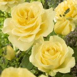 The 'Best Ever' Hybrid Tea Rose Bush Collection 14 The 'Best Ever' Hybrid Tea Rose Bush Collection -Yougarden Shop 530211 3