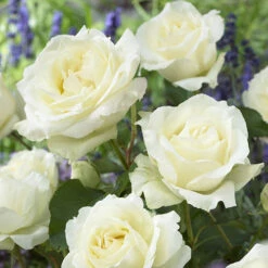 The 'Best Ever' Hybrid Tea Rose Bush Collection 15 The 'Best Ever' Hybrid Tea Rose Bush Collection -Yougarden Shop 530211 4