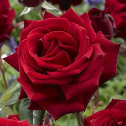 The 'Best Ever' Hybrid Tea Rose Bush Collection 16 The 'Best Ever' Hybrid Tea Rose Bush Collection -Yougarden Shop 530211 5