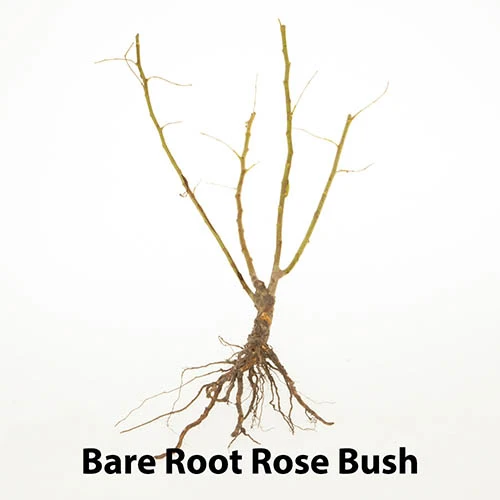 The 'Best Ever' Hybrid Tea Rose Bush Collection 10 The 'Best Ever' Hybrid Tea Rose Bush Collection - Image 8