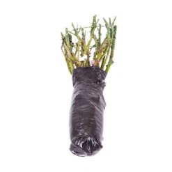 The 'Best Ever' Hybrid Tea Rose Bush Collection 19 The 'Best Ever' Hybrid Tea Rose Bush Collection -Yougarden Shop 530211 8