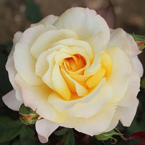 Rose Of The Year 2016 'Sunny Sky' 4 Rose Of The Year 2016 'Sunny Sky' - Image 2