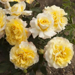 Rose Of The Year 2016 'Sunny Sky' 7 Rose Of The Year 2016 'Sunny Sky' -Yougarden Shop 530220 2