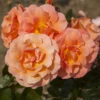 Rose 'Scent From Heaven' 1 Rose 'Scent From Heaven' -Yougarden Shop 530239