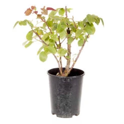 Rose 'Scent From Heaven' -Yougarden Shop 530239 3