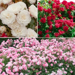 'Classic' Groundcover Rose Collection