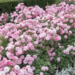 'Classic' Groundcover Rose Collection -Yougarden Shop 530247 2