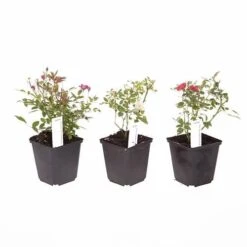 'Classic' Groundcover Rose Collection -Yougarden Shop 530247 4