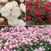 6 X Groundcover Roses -Yougarden Shop 530262