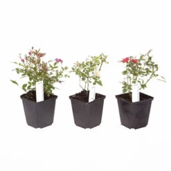 6 X Groundcover Roses 12 6 X Groundcover Roses -Yougarden Shop 530262 4