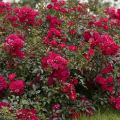 6 X Groundcover Roses 13 6 X Groundcover Roses -Yougarden Shop 530262 5