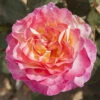 Rose Gorgeous 2 Rose Gorgeous -Yougarden Shop 530311