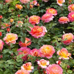 Rose Gorgeous 12 Rose Gorgeous -Yougarden Shop 530311 2