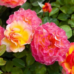 Rose Gorgeous 14 Rose Gorgeous -Yougarden Shop 530311 4