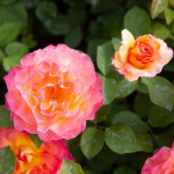 Rose Gorgeous 15 Rose Gorgeous -Yougarden Shop 530311 5