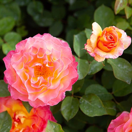 Rose Gorgeous 8 Rose Gorgeous - Image 6