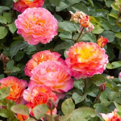 Rose Gorgeous 16 Rose Gorgeous -Yougarden Shop 530311 6