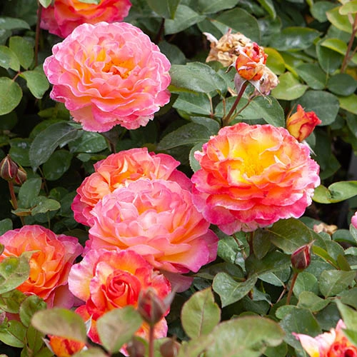 Rose Gorgeous 9 Rose Gorgeous - Image 7