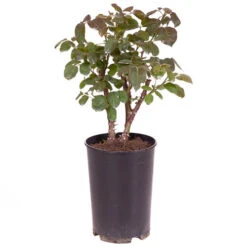 Rose Gorgeous 17 Rose Gorgeous -Yougarden Shop 530311 7