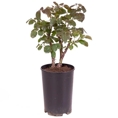 Rose Gorgeous 10 Rose Gorgeous - Image 8