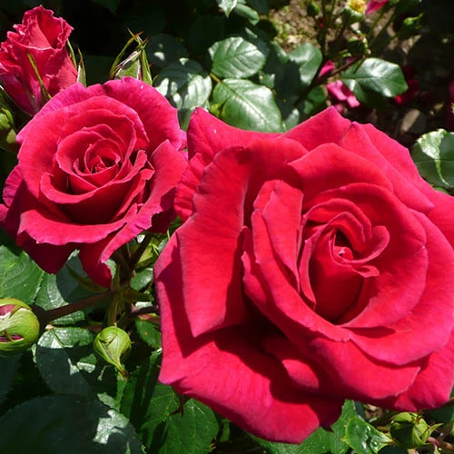 Rose Of The Year 2018 'Lovestruck' 3 Rose Of The Year 2018 'Lovestruck'