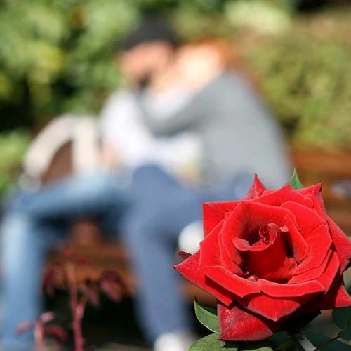 Rose Of The Year 2018 'Lovestruck' 4 Rose Of The Year 2018 'Lovestruck' - Image 2