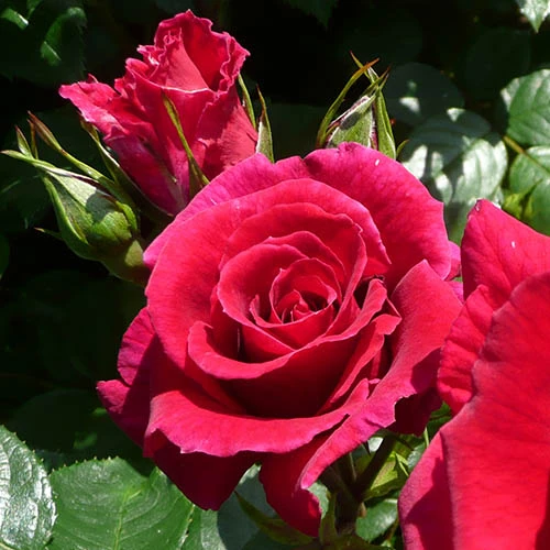 Rose Of The Year 2018 'Lovestruck' 5 Rose Of The Year 2018 'Lovestruck' - Image 3
