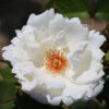 Rose Starlight Symphony -Yougarden Shop 530344