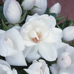 Rose Starlight Symphony -Yougarden Shop 530344 2