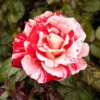 Rose 'Raspberry Ripple' (Papageno) -Yougarden Shop 530345