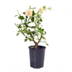 Rose 'Raspberry Ripple' (Papageno) -Yougarden Shop 530345 2